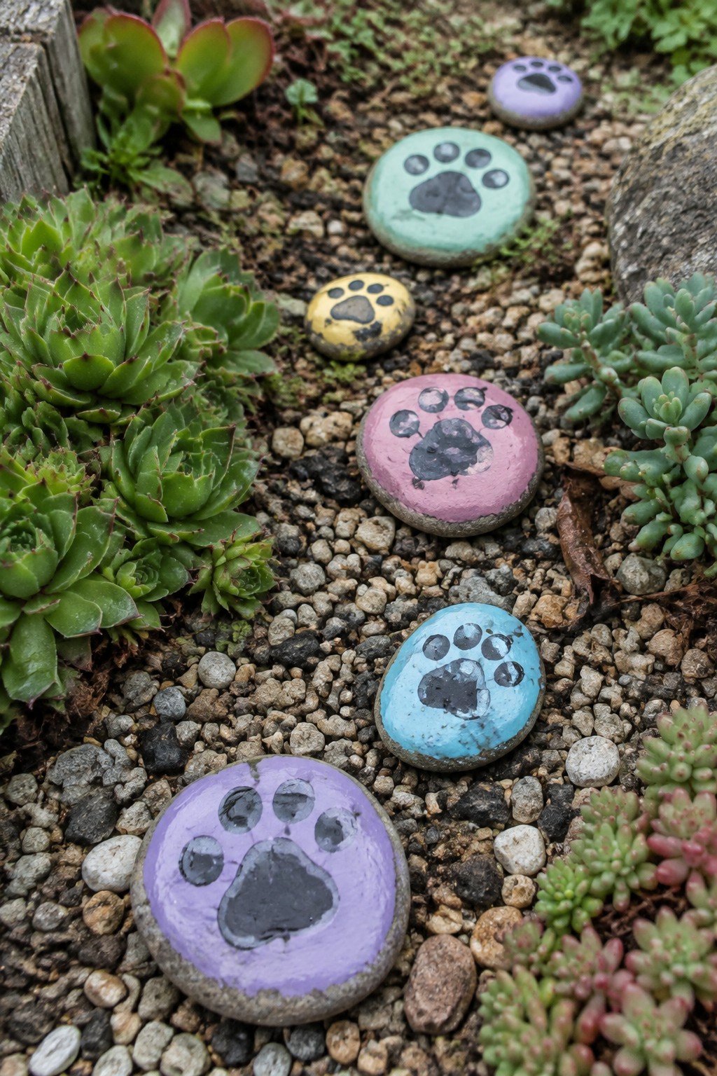 Colorful painted rocks with paw prints among succulents and gravel in a garden