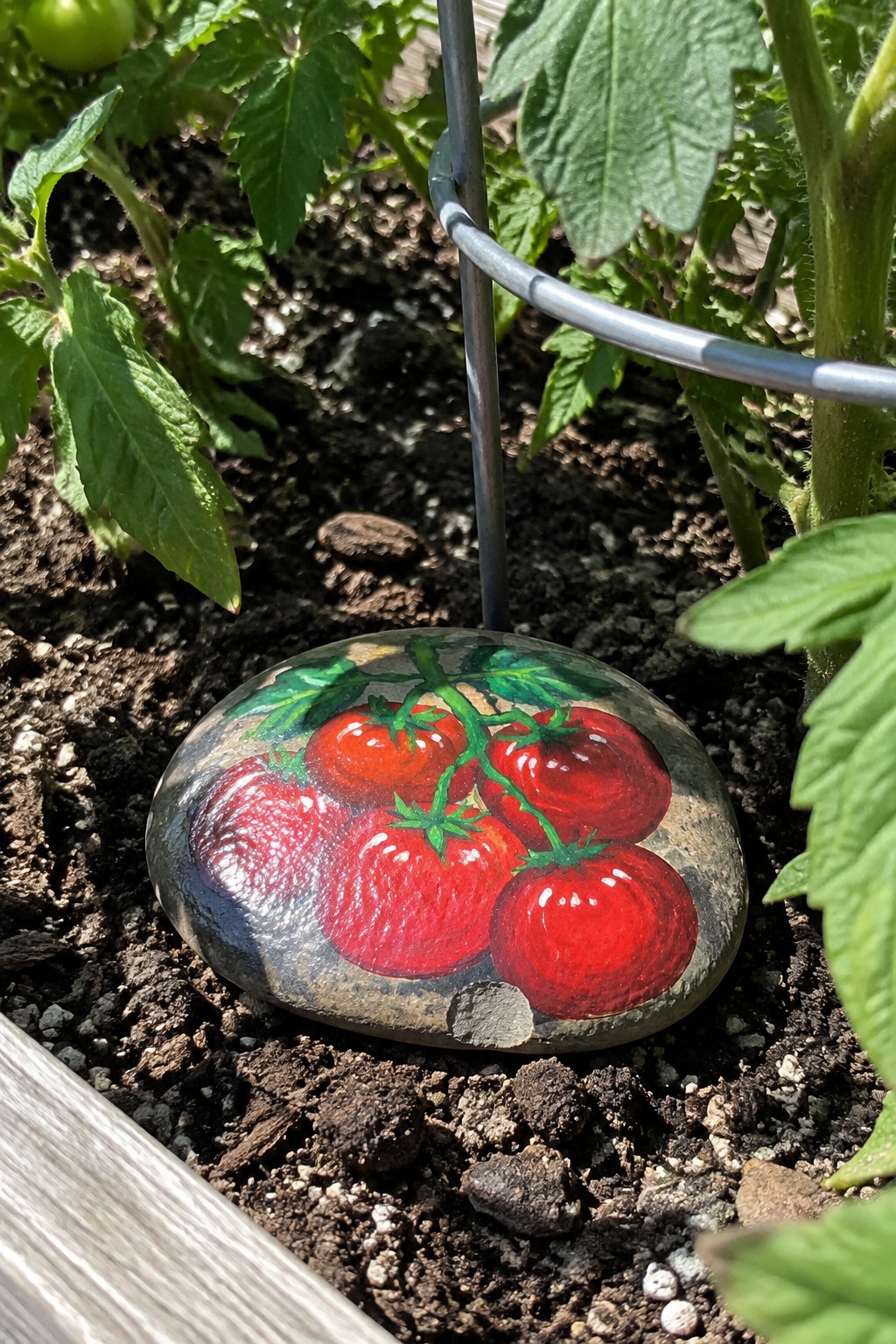Painted rock with cluster of red tomatoes on vine in garden soil