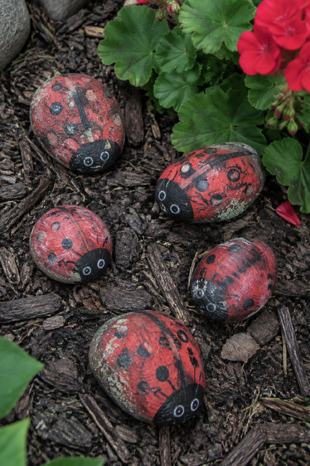 Five painted ladybug rocks on dark mulch amid green leaves and red flowers