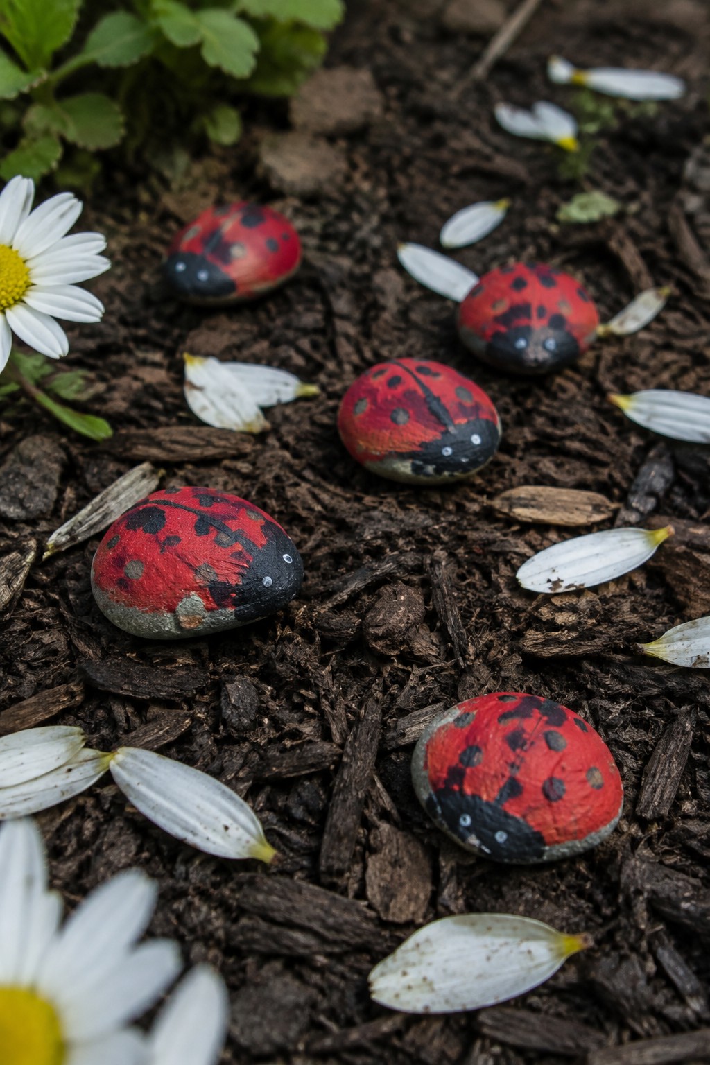 Ladybug-painted rocks on dark soil with white daisy flowers and petals