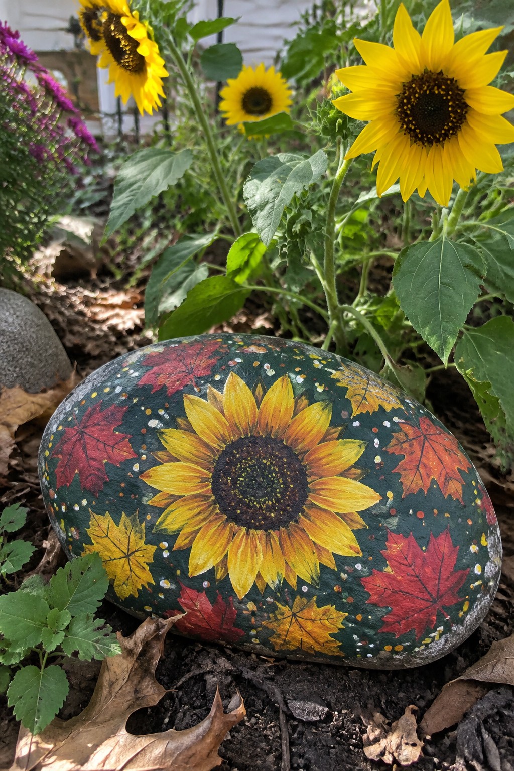 Painted rock with sunflower and red yellow maple leaves amid garden plants