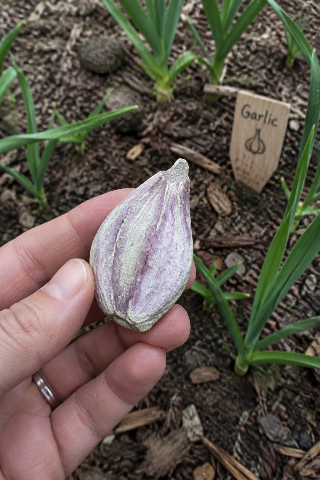 Hand holding purple-striped garlic bulb before garden plants and sign