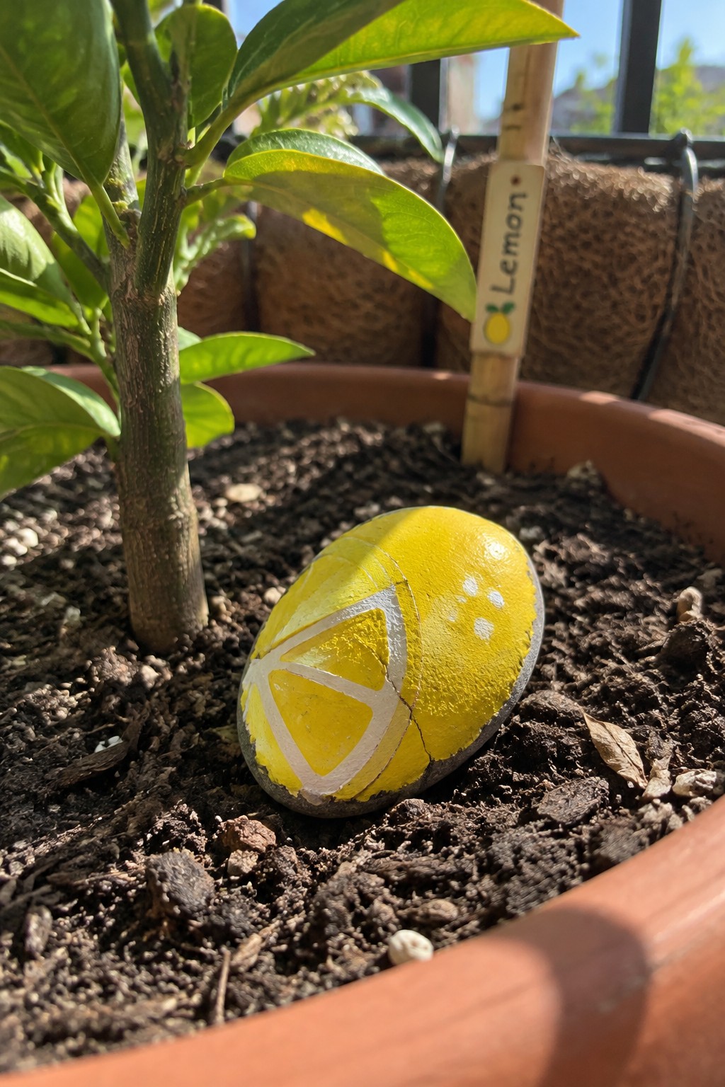 Yellow painted lemon rock in soil of potted lemon plant with label